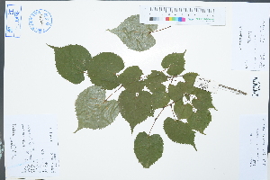  (Tilia japonica - Ge03049)  @11 [ ] CreativeCommons  Attribution Non-Commercial Share-Alike  Unspecified Herbarium of South China Botanical Garden