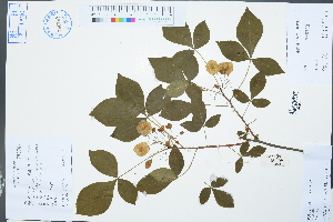  (Ptelea - Ge03052)  @11 [ ] CreativeCommons  Attribution Non-Commercial Share-Alike  Unspecified Herbarium of South China Botanical Garden
