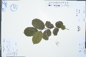  (Celtis aspera - Ge03055)  @11 [ ] CreativeCommons  Attribution Non-Commercial Share-Alike  Unspecified Herbarium of South China Botanical Garden