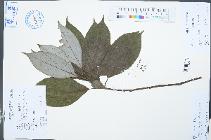  (Cinnamomum longipaniculatum - Ge03056)  @11 [ ] CreativeCommons  Attribution Non-Commercial Share-Alike  Unspecified Herbarium of South China Botanical Garden