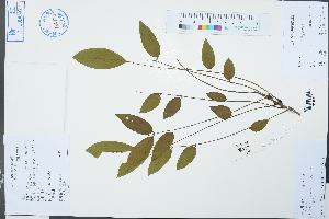  ( - Ge03061)  @11 [ ] CreativeCommons  Attribution Non-Commercial Share-Alike  Unspecified Herbarium of South China Botanical Garden