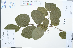  (Corylopsis glandulifera - Ge03063)  @11 [ ] CreativeCommons  Attribution Non-Commercial Share-Alike  Unspecified Herbarium of South China Botanical Garden