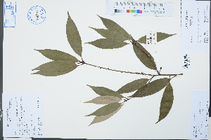  (Neolitsea aurata var. chekiangensis - Ge03068)  @11 [ ] CreativeCommons  Attribution Non-Commercial Share-Alike  Unspecified Herbarium of South China Botanical Garden