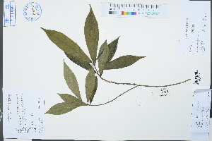  (Ficus pandurata - Ge03069)  @11 [ ] CreativeCommons  Attribution Non-Commercial Share-Alike  Unspecified Herbarium of South China Botanical Garden