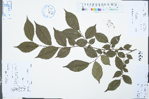  (Ulmus - Ge03070)  @11 [ ] CreativeCommons  Attribution Non-Commercial Share-Alike  Unspecified Herbarium of South China Botanical Garden