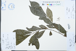  ( - Ge03071)  @11 [ ] CreativeCommons  Attribution Non-Commercial Share-Alike  Unspecified Herbarium of South China Botanical Garden