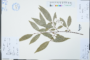  (Chimonanthus salicifolius - Ge03072)  @11 [ ] CreativeCommons  Attribution Non-Commercial Share-Alike  Unspecified Herbarium of South China Botanical Garden