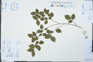  (Loropetalum chinense - Ge03077)  @11 [ ] CreativeCommons  Attribution Non-Commercial Share-Alike  Unspecified Herbarium of South China Botanical Garden