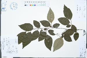  (Lindera rubronervia - Ge03079)  @11 [ ] CreativeCommons  Attribution Non-Commercial Share-Alike  Unspecified Herbarium of South China Botanical Garden