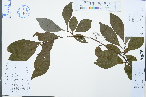  ( - Ge03083)  @11 [ ] CreativeCommons  Attribution Non-Commercial Share-Alike  Unspecified Herbarium of South China Botanical Garden