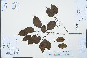  (Semiliquidambar caudata - Ge03090)  @11 [ ] CreativeCommons  Attribution Non-Commercial Share-Alike  Unspecified Herbarium of South China Botanical Garden