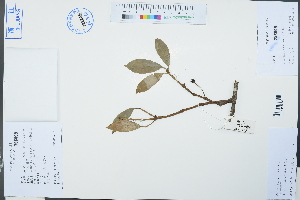  ( - Ge03093)  @11 [ ] CreativeCommons  Attribution Non-Commercial Share-Alike  Unspecified Herbarium of South China Botanical Garden