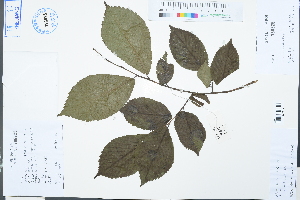  (Ulmus szechuanica - Ge03107)  @11 [ ] CreativeCommons  Attribution Non-Commercial Share-Alike  Unspecified Herbarium of South China Botanical Garden