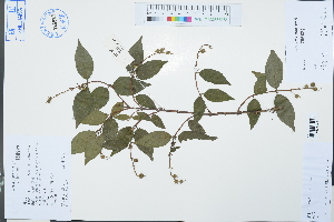  (Deutzia scabra - Ge03109)  @11 [ ] CreativeCommons  Attribution Non-Commercial Share-Alike  Unspecified Herbarium of South China Botanical Garden