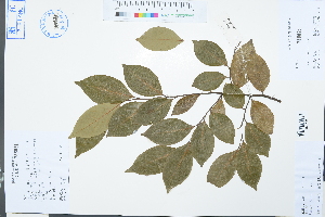  (Lindera communis - Ge03113)  @11 [ ] CreativeCommons  Attribution Non-Commercial Share-Alike  Unspecified Herbarium of South China Botanical Garden