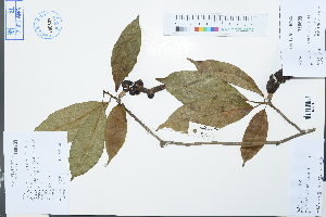  (Magnolia biondii - Ge03115)  @11 [ ] CreativeCommons  Attribution Non-Commercial Share-Alike  Unspecified Herbarium of South China Botanical Garden