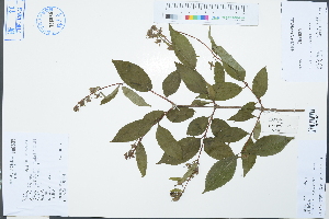  (Philadelphus sericanthus - Ge03117)  @11 [ ] CreativeCommons  Attribution Non-Commercial Share-Alike  Unspecified Herbarium of South China Botanical Garden