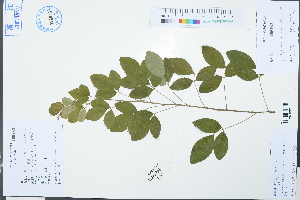  ( - Ge03124)  @11 [ ] CreativeCommons  Attribution Non-Commercial Share-Alike  Unspecified Herbarium of South China Botanical Garden