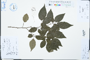  ( - Ge03128)  @11 [ ] CreativeCommons  Attribution Non-Commercial Share-Alike  Unspecified Herbarium of South China Botanical Garden