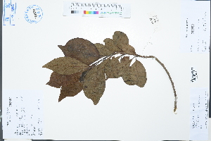  ( - Ge03131)  @11 [ ] CreativeCommons  Attribution Non-Commercial Share-Alike  Unspecified Herbarium of South China Botanical Garden