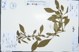  (Berberis virgetorum - Ge03132)  @11 [ ] CreativeCommons  Attribution Non-Commercial Share-Alike  Unspecified Herbarium of South China Botanical Garden