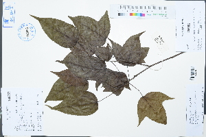  (Semiliquidambar - Ge03134)  @11 [ ] CreativeCommons  Attribution Non-Commercial Share-Alike  Unspecified Herbarium of South China Botanical Garden
