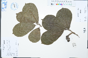  ( - Ge03135)  @11 [ ] CreativeCommons  Attribution Non-Commercial Share-Alike  Unspecified Herbarium of South China Botanical Garden