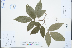  (Acer nikoense - Ge03140)  @11 [ ] CreativeCommons  Attribution Non-Commercial Share-Alike  Unspecified Herbarium of South China Botanical Garden