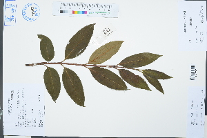  (Viburnum henryi - Ge03141)  @11 [ ] CreativeCommons  Attribution Non-Commercial Share-Alike  Unspecified Herbarium of South China Botanical Garden
