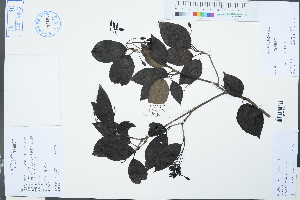  ( - Ge03146)  @11 [ ] CreativeCommons  Attribution Non-Commercial Share-Alike  Unspecified Herbarium of South China Botanical Garden