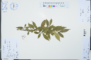  ( - Ge03152)  @11 [ ] CreativeCommons  Attribution Non-Commercial Share-Alike  Unspecified Herbarium of South China Botanical Garden