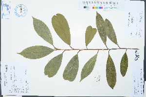  (Symplocos grandis - Ge03154)  @11 [ ] CreativeCommons  Attribution Non-Commercial Share-Alike  Unspecified Herbarium of South China Botanical Garden