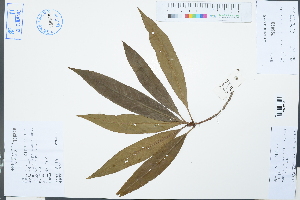  ( - Ge03155)  @11 [ ] CreativeCommons  Attribution Non-Commercial Share-Alike  Unspecified Herbarium of South China Botanical Garden