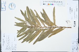  (Podocarpus neriifolius - Ge03156)  @11 [ ] CreativeCommons  Attribution Non-Commercial Share-Alike  Unspecified Herbarium of South China Botanical Garden