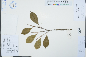  ( - Ge03157)  @11 [ ] CreativeCommons  Attribution Non-Commercial Share-Alike  Unspecified Herbarium of South China Botanical Garden