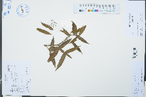  ( - Ge03158)  @11 [ ] CreativeCommons  Attribution Non-Commercial Share-Alike  Unspecified Herbarium of South China Botanical Garden