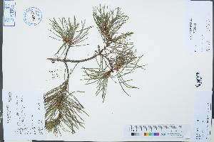  (Pinus tabuliformis - Ge03162)  @11 [ ] CreativeCommons  Attribution Non-Commercial Share-Alike  Unspecified Herbarium of South China Botanical Garden