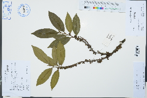  ( - Ge03165)  @11 [ ] CreativeCommons  Attribution Non-Commercial Share-Alike  Unspecified Herbarium of South China Botanical Garden