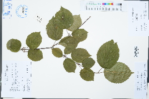  (Viburnum melanocarpum - Ge03173)  @11 [ ] CreativeCommons  Attribution Non-Commercial Share-Alike  Unspecified Herbarium of South China Botanical Garden