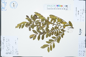  (Eurya emarginata - Ge03174)  @11 [ ] CreativeCommons  Attribution Non-Commercial Share-Alike  Unspecified Herbarium of South China Botanical Garden