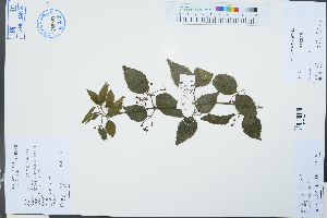  (Viburnum luzonicum - Ge03177)  @11 [ ] CreativeCommons  Attribution Non-Commercial Share-Alike  Unspecified Herbarium of South China Botanical Garden