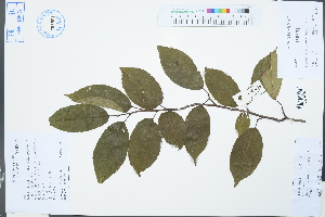  (Stachyurus himalaicus - Ge03180)  @11 [ ] CreativeCommons  Attribution Non-Commercial Share-Alike  Unspecified Herbarium of South China Botanical Garden