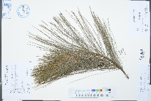  (Pinus wallichiana - Ge03186)  @11 [ ] CreativeCommons  Attribution Non-Commercial Share-Alike  Unspecified Herbarium of South China Botanical Garden