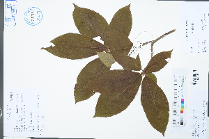  ( - Ge03195)  @11 [ ] CreativeCommons  Attribution Non-Commercial Share-Alike  Unspecified Herbarium of South China Botanical Garden