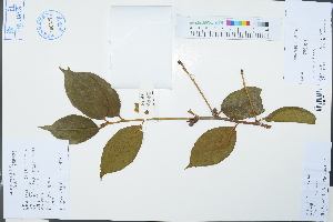  (Camellia grijsii - Ge03201)  @11 [ ] CreativeCommons  Attribution Non-Commercial Share-Alike  Unspecified Herbarium of South China Botanical Garden