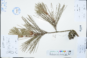  ( - Ge03202)  @11 [ ] CreativeCommons  Attribution Non-Commercial Share-Alike  Unspecified Herbarium of South China Botanical Garden