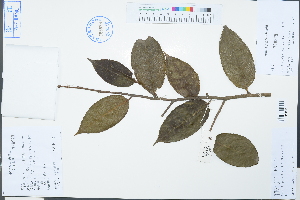  (Camellia polyodonta - Ge03205)  @11 [ ] CreativeCommons  Attribution Non-Commercial Share-Alike  Unspecified Herbarium of South China Botanical Garden