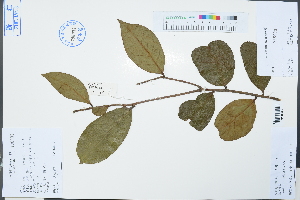  (Camellia drupifera - Ge03209)  @11 [ ] CreativeCommons  Attribution Non-Commercial Share-Alike  Unspecified Herbarium of South China Botanical Garden
