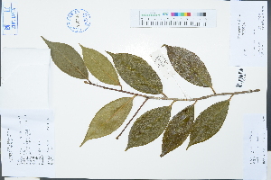  (Camellia uraku - Ge03210)  @11 [ ] CreativeCommons  Attribution Non-Commercial Share-Alike  Unspecified Herbarium of South China Botanical Garden