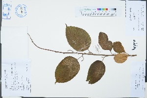  (Actinidia macrosperma - Ge03212)  @11 [ ] CreativeCommons  Attribution Non-Commercial Share-Alike  Unspecified Herbarium of South China Botanical Garden